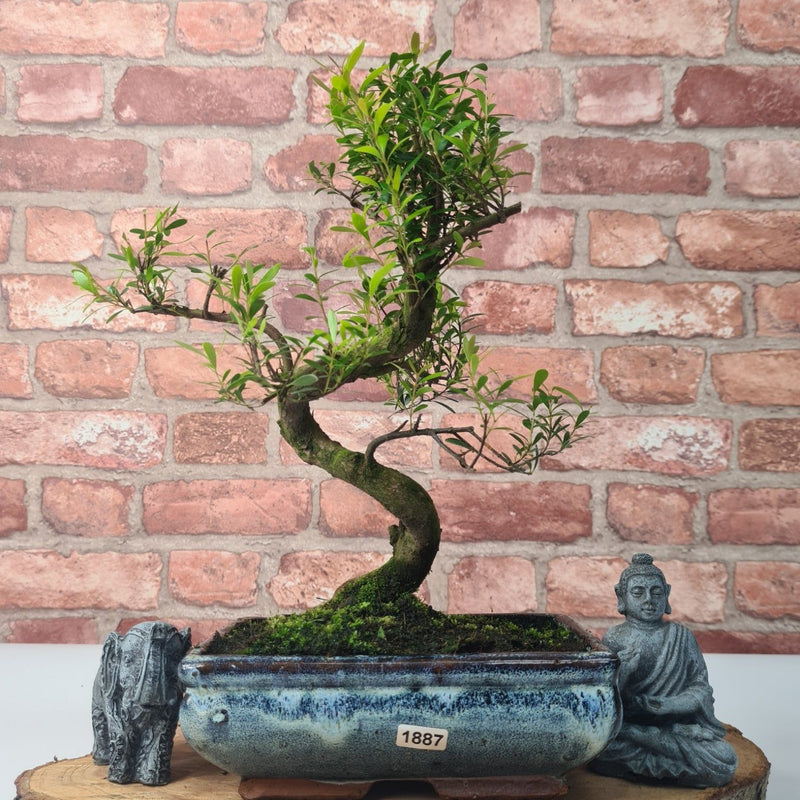 Brush Cherry (Syzygium) Bonsai Tree | Shaped | In 20cm Pot - Yorkshire Bonsai
