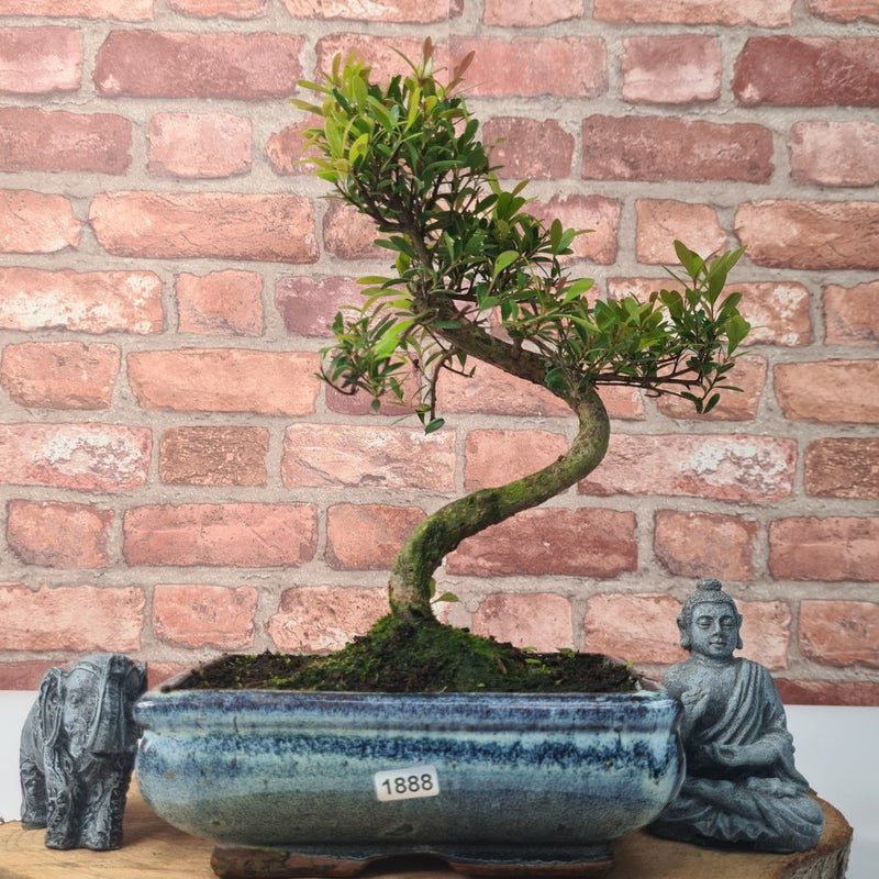 Brush Cherry (Syzygium) Bonsai Tree | Shaped | In 20cm Pot - Yorkshire Bonsai