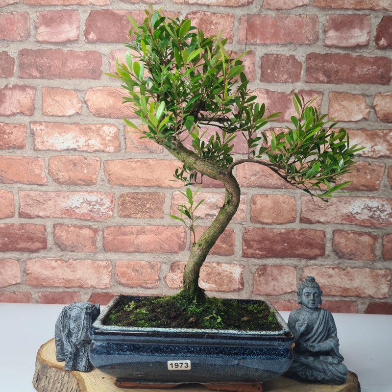 Brush Cherry (Syzygium) Bonsai Tree | Shaped | In 20cm Pot - Yorkshire Bonsai