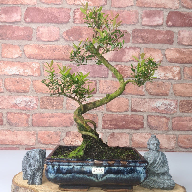 Brush Cherry (Syzygium) Bonsai Tree | Shaped | In 20cm Pot - Yorkshire Bonsai
