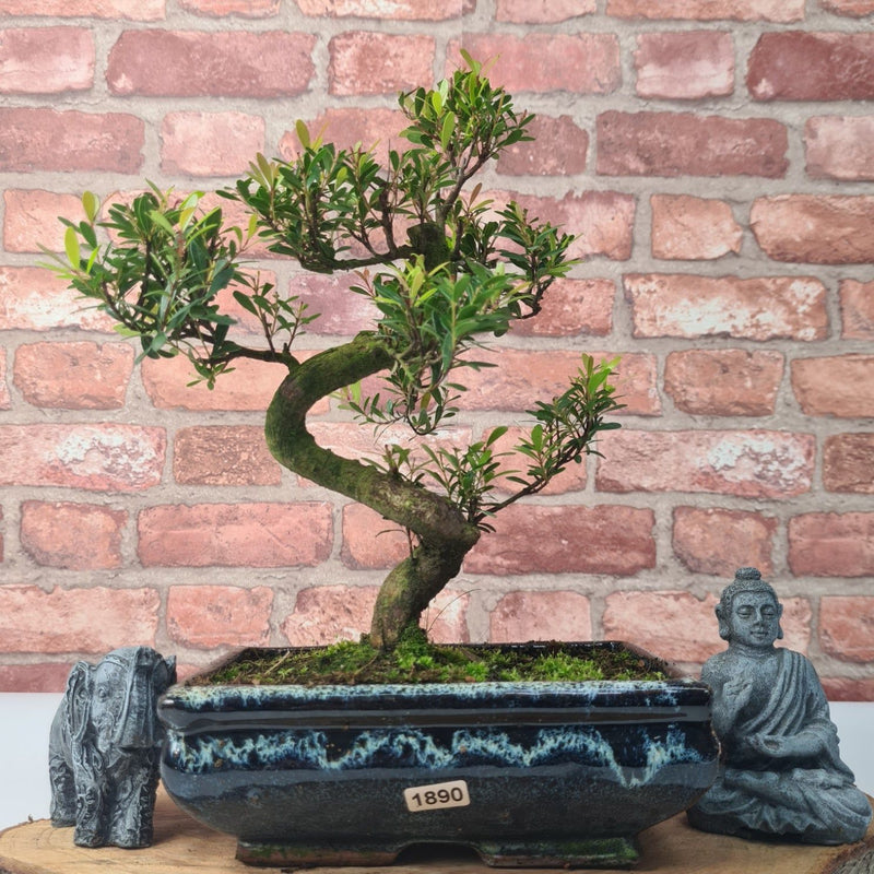 Brush Cherry (Syzygium) Bonsai Tree | Shaped | In 20cm Pot - Yorkshire Bonsai
