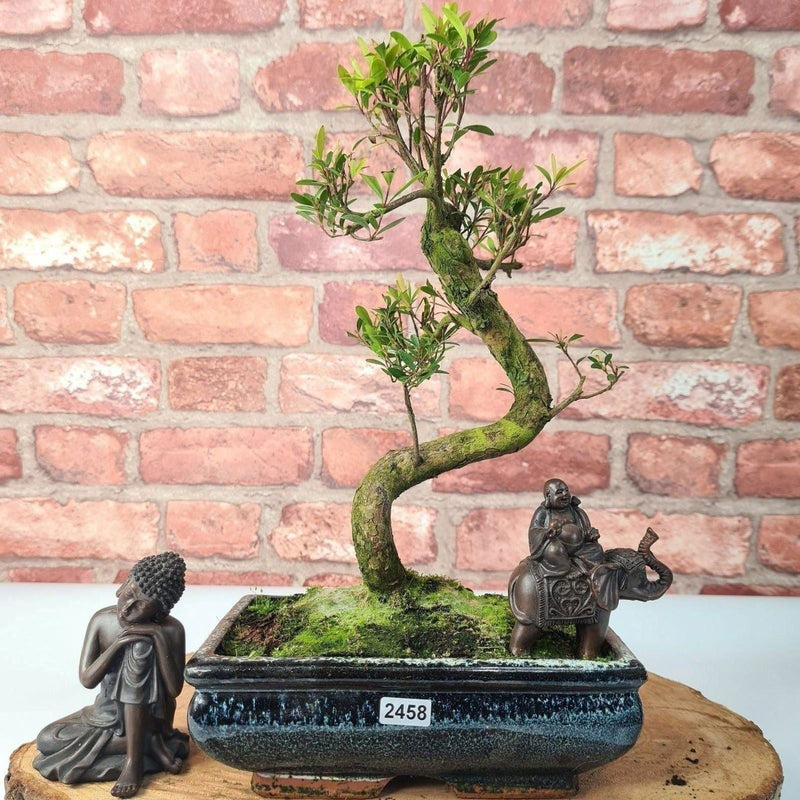Brush Cherry (Syzygium) Bonsai Tree | Shaped | In 20cm Pot - Yorkshire Bonsai
