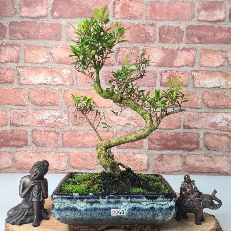 Brush Cherry (Syzygium) Bonsai Tree | Shaped | In 20cm Pot - Yorkshire Bonsai