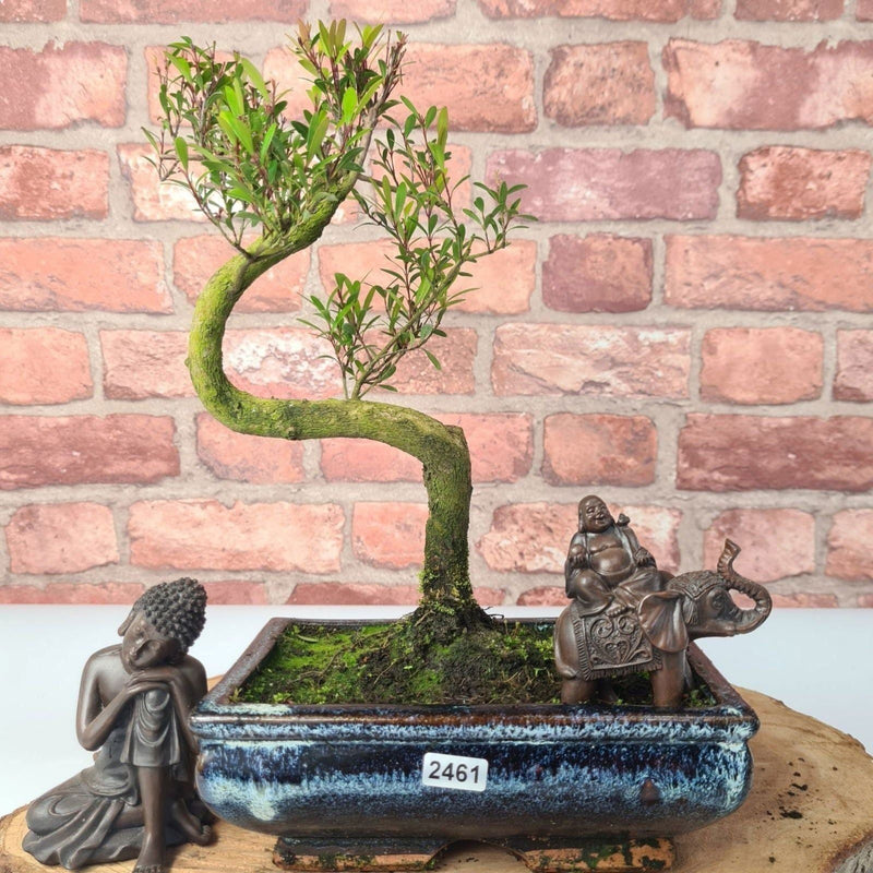 Brush Cherry (Syzygium) Bonsai Tree | Shaped | In 20cm Pot - Yorkshire Bonsai