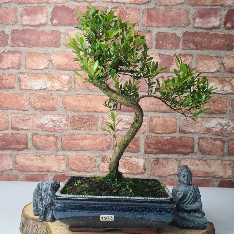 Brush Cherry (Syzygium) Bonsai Tree | Shaped | In 20cm Pot - Yorkshire Bonsai