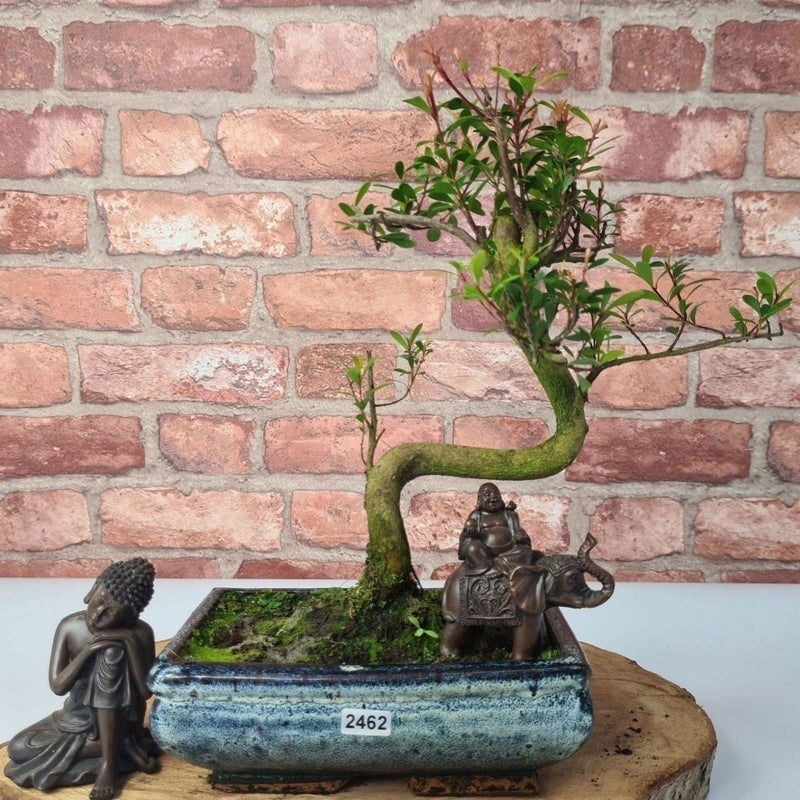 Brush Cherry (Syzygium) Bonsai Tree | Shaped | In 20cm Pot - Yorkshire Bonsai