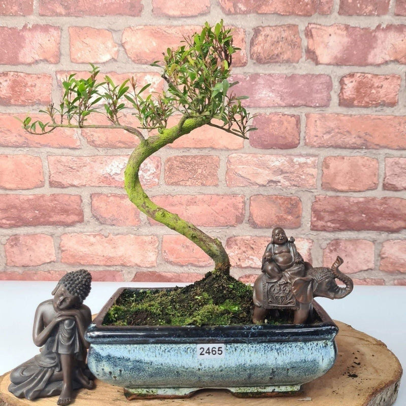 Brush Cherry (Syzygium) Bonsai Tree | Shaped | In 20cm Pot - Yorkshire Bonsai