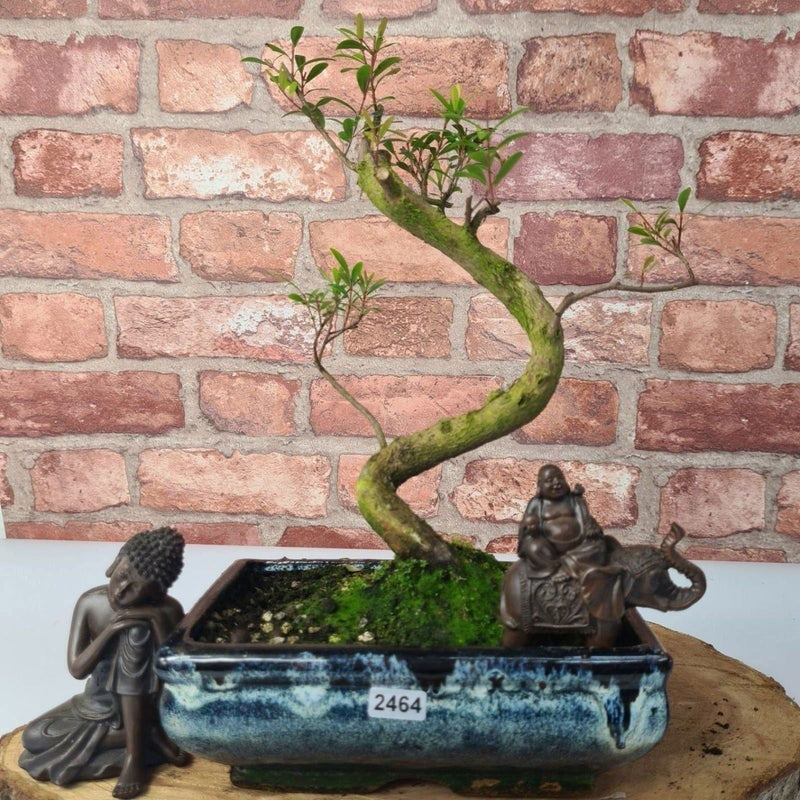 Brush Cherry (Syzygium) Bonsai Tree | Shaped | In 20cm Pot - Yorkshire Bonsai