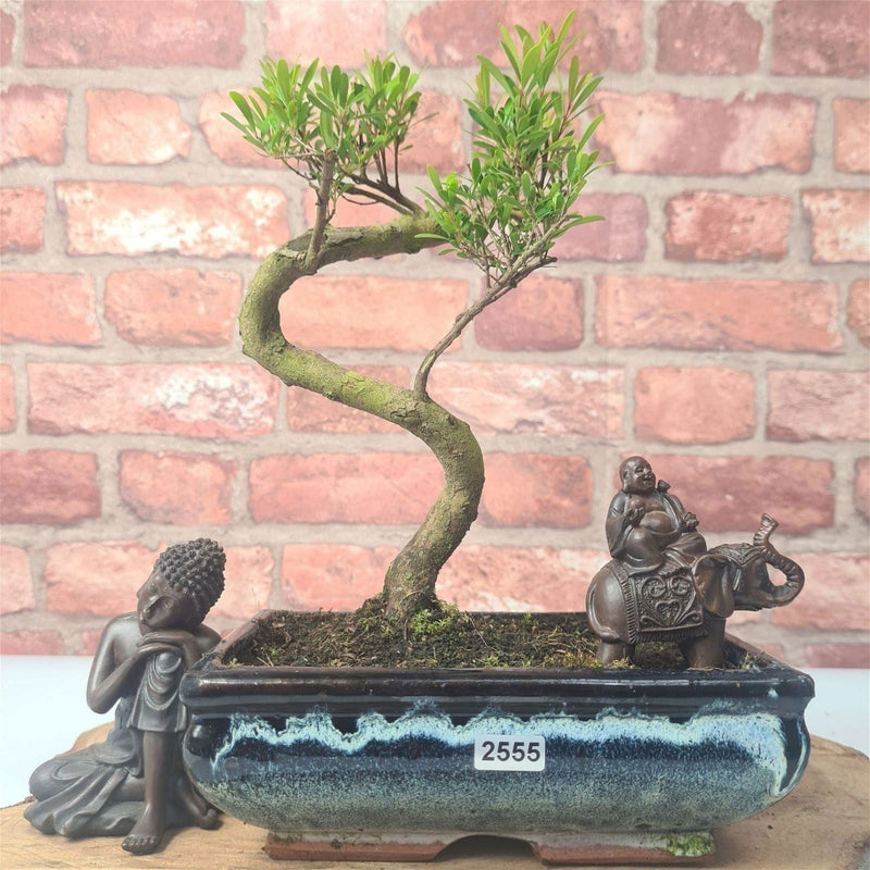 Brush Cherry (Syzygium) Bonsai Tree | Shaped | In 20cm Pot - Yorkshire Bonsai