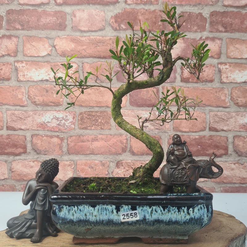 Brush Cherry (Syzygium) Bonsai Tree | Shaped | In 20cm Pot - Yorkshire Bonsai