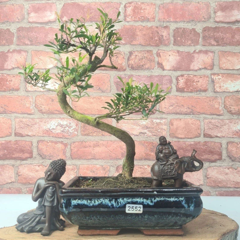 Brush Cherry (Syzygium) Bonsai Tree | Shaped | In 20cm Pot - Yorkshire Bonsai