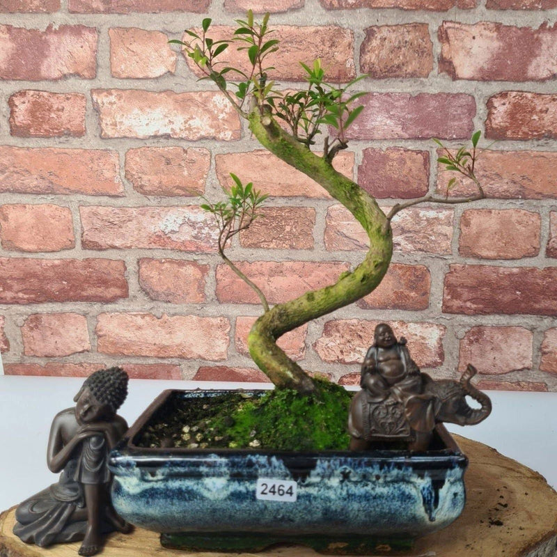 Brush Cherry (Syzygium) Bonsai Tree | Shaped | In 20cm Pot - Yorkshire Bonsai