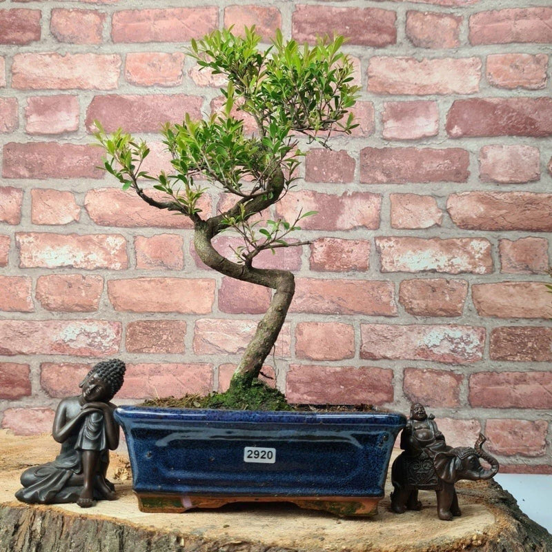 Brush Cherry (Syzygium) Bonsai Tree | Shaped | In 20cm Pot - Yorkshire Bonsai