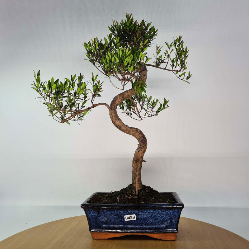 Brush Cherry (Syzygium) Bonsai Tree | Shaped | In 20cm Pot – Yorkshire ...