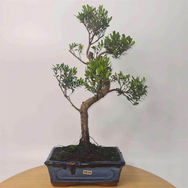Brush Cherry (Syzygium) Bonsai Tree | Shaped | In 20cm Pot - Yorkshire Bonsai