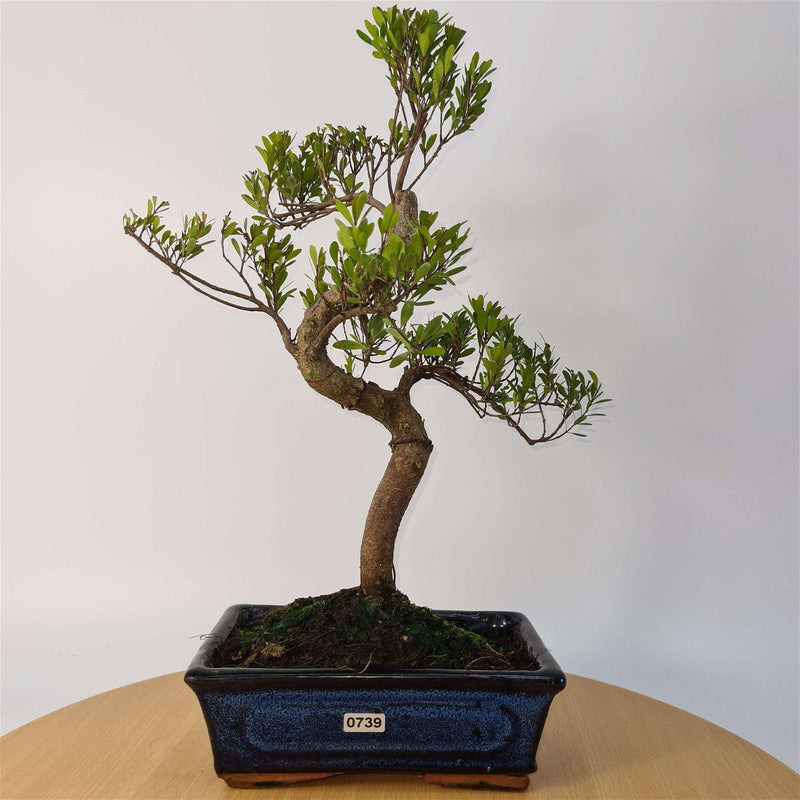 Brush Cherry (Syzygium) Bonsai Tree | Shaped | In 20cm Pot - Yorkshire Bonsai