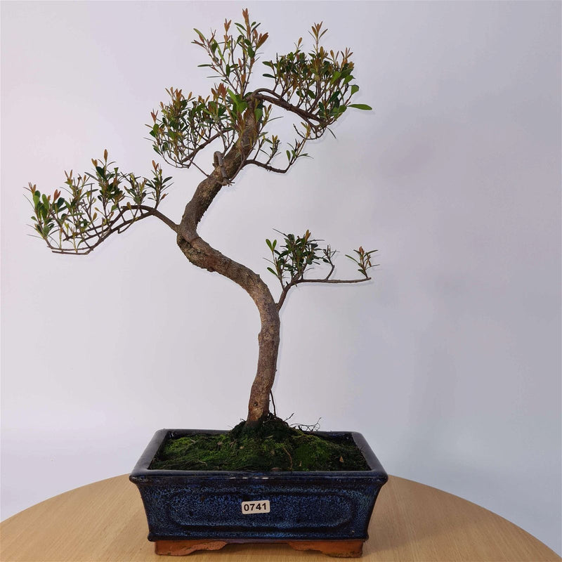 Brush Cherry (Syzygium) Bonsai Tree | Shaped | In 20cm Pot - Yorkshire Bonsai