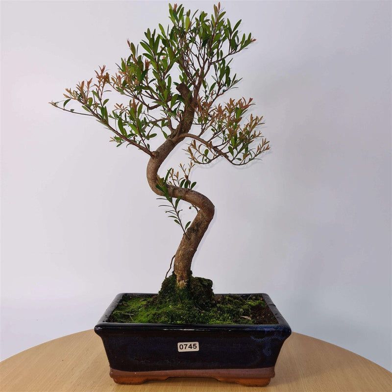 Brush Cherry (Syzygium) Bonsai Tree | Shaped | In 20cm Pot - Yorkshire Bonsai