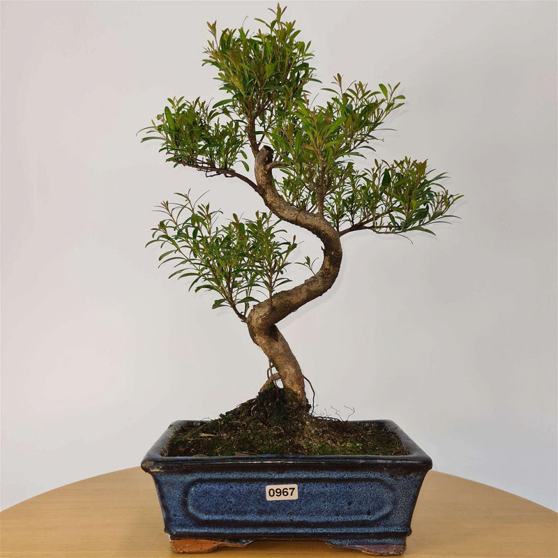 Brush Cherry (Syzygium) Bonsai Tree | Shaped | In 20cm Pot - Yorkshire Bonsai