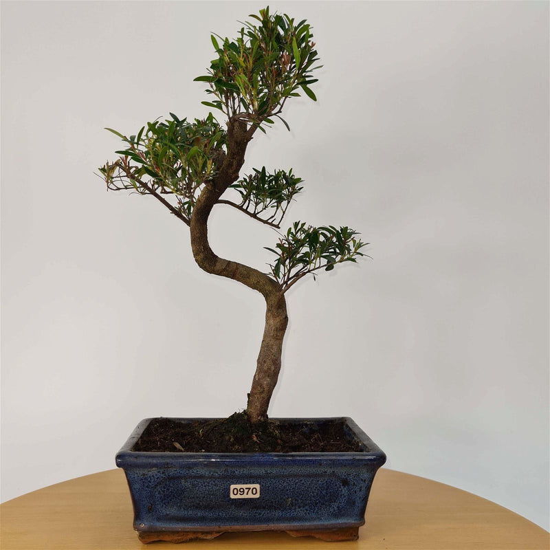 Brush Cherry (Syzygium) Bonsai Tree | Shaped | In 20cm Pot - Yorkshire Bonsai