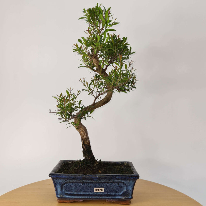 Brush Cherry (Syzygium) Bonsai Tree | Shaped | In 20cm Pot - Yorkshire Bonsai