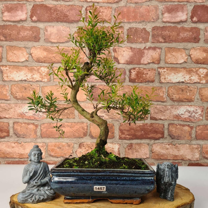 Brush Cherry (Syzygium) Bonsai Tree | Shaped | In 20cm Pot - Yorkshire Bonsai