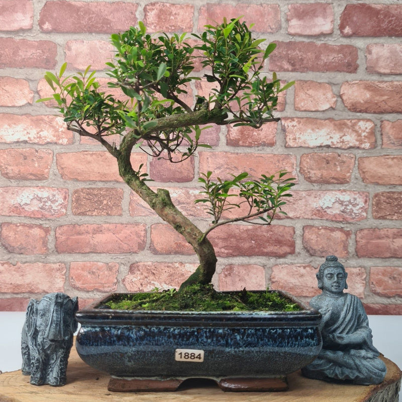 Brush Cherry (Syzygium) Bonsai Tree | Shaped | In 20cm Pot - Yorkshire Bonsai