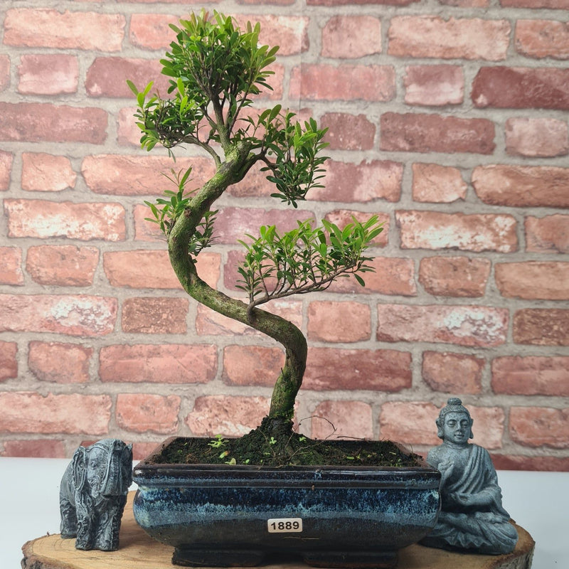 Brush Cherry (Syzygium) Bonsai Tree | Shaped | In 20cm Pot - Yorkshire Bonsai