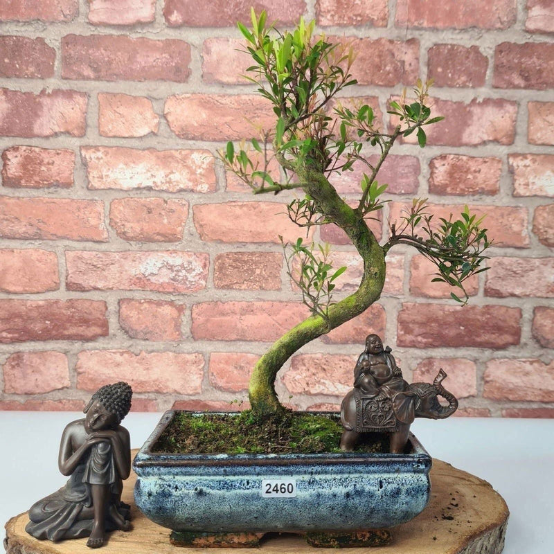 Brush Cherry (Syzygium) Bonsai Tree | Shaped | In 20cm Pot - Yorkshire Bonsai