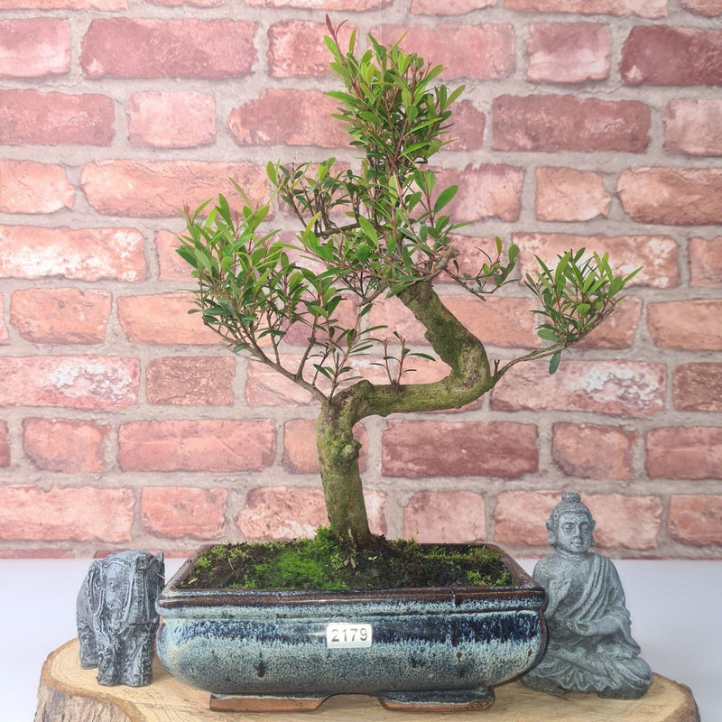 Brush Cherry (Syzygium) Bonsai Tree | Shaped | In 20cm Pot - Yorkshire Bonsai