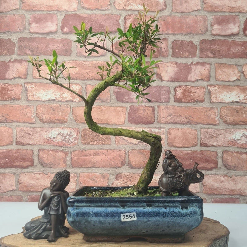 Brush Cherry (Syzygium) Bonsai Tree | Shaped | In 20cm Pot - Yorkshire Bonsai