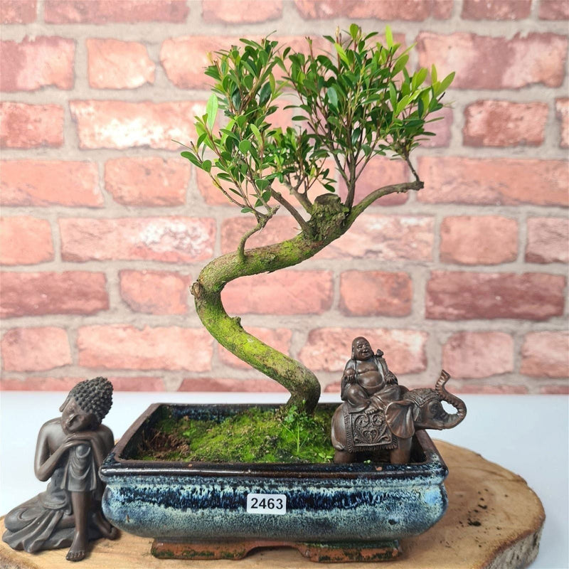 Brush Cherry (Syzygium) Bonsai Tree | Shaped | In 20cm Pot - Yorkshire Bonsai