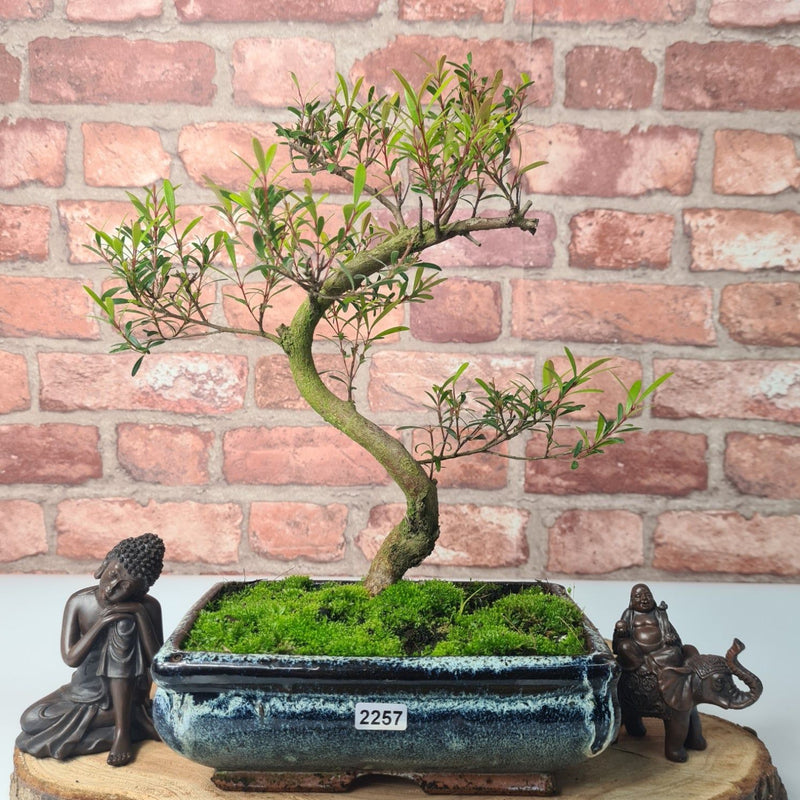 Brush Cherry (Syzygium) Bonsai Tree | Shaped | In 20cm Pot - Yorkshire Bonsai