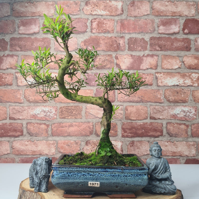 Brush Cherry (Syzygium) Bonsai Tree | Shaped | In 20cm Pot - Yorkshire Bonsai