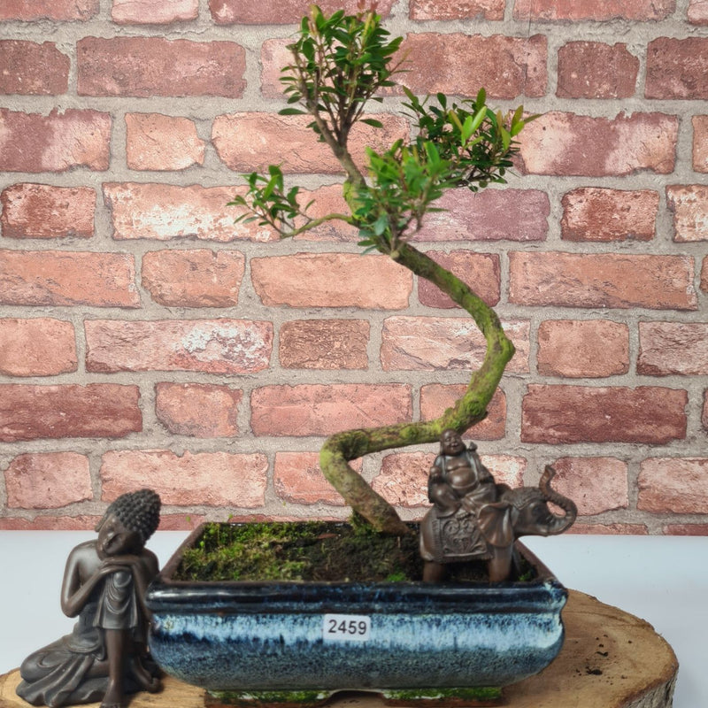 Brush Cherry (Syzygium) Bonsai Tree | Shaped | In 20cm Pot - Yorkshire Bonsai