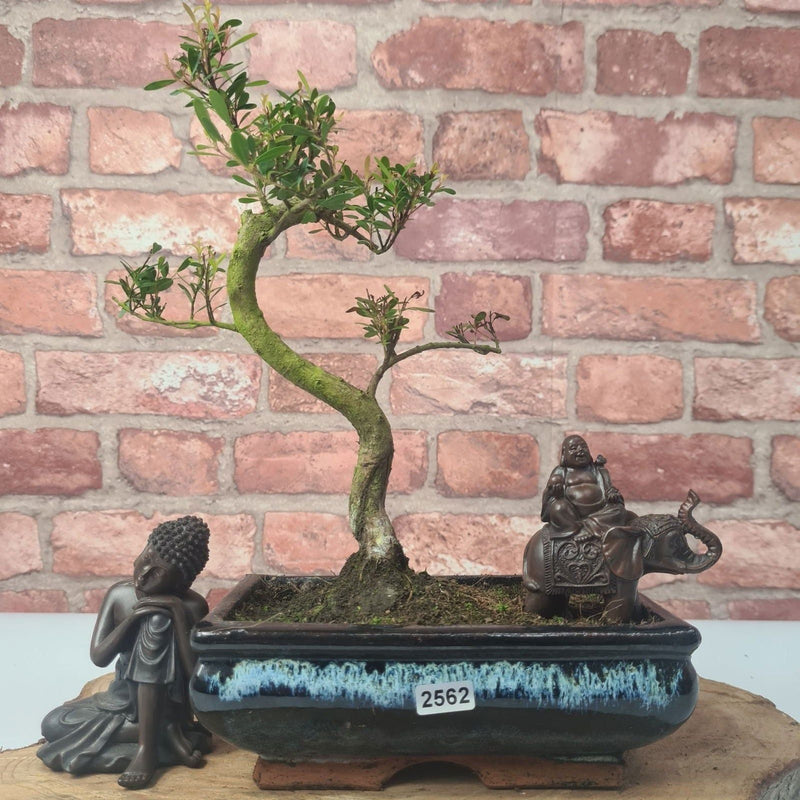 Brush Cherry (Syzygium) Bonsai Tree | Shaped | In 20cm Pot - Yorkshire Bonsai