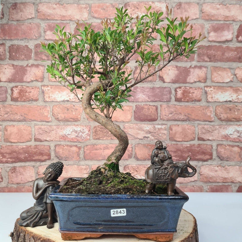 Brush Cherry (Syzygium) Bonsai Tree | Shaped | In 20cm Pot - Yorkshire Bonsai