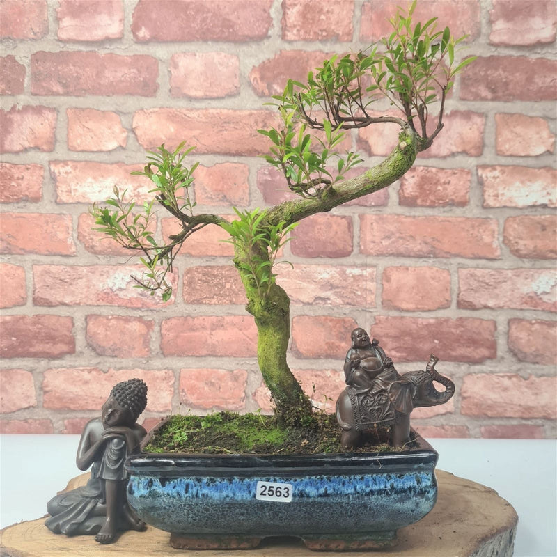 Brush Cherry (Syzygium) Bonsai Tree | Shaped | In 20cm Pot - Yorkshire Bonsai