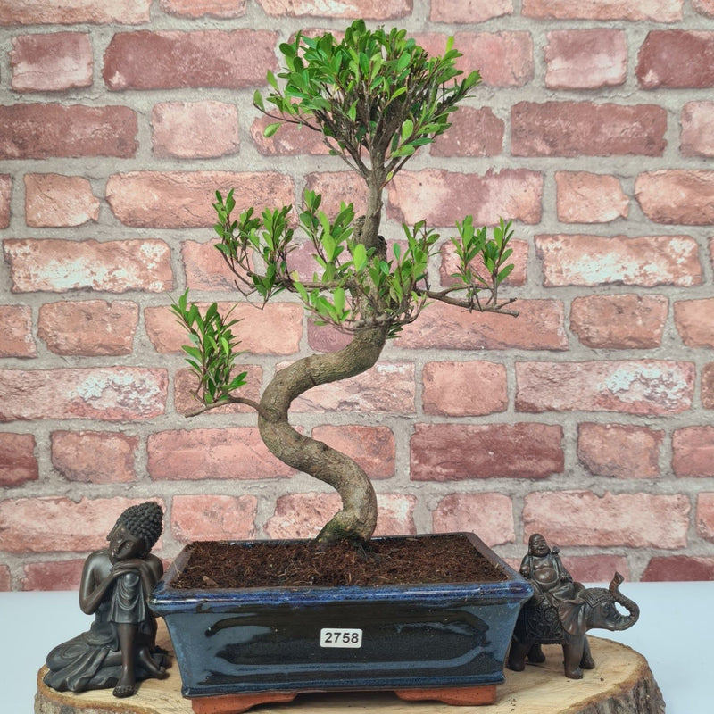Brush Cherry (Syzygium) Bonsai Tree | Shaped | In 20cm Pot - Yorkshire Bonsai