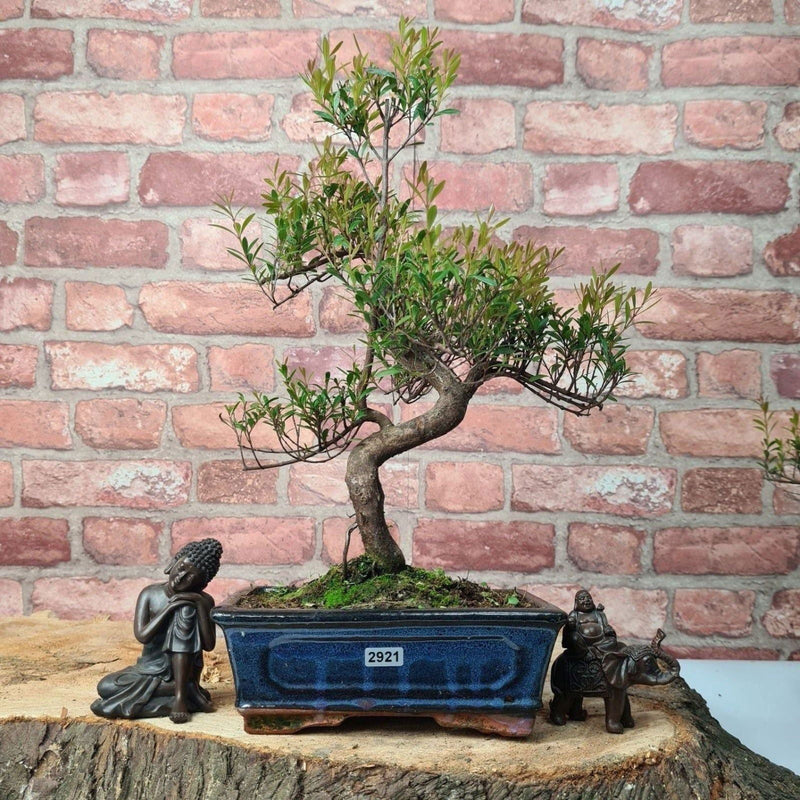 Brush Cherry (Syzygium) Bonsai Tree | Shaped | In 20cm Pot - Yorkshire Bonsai