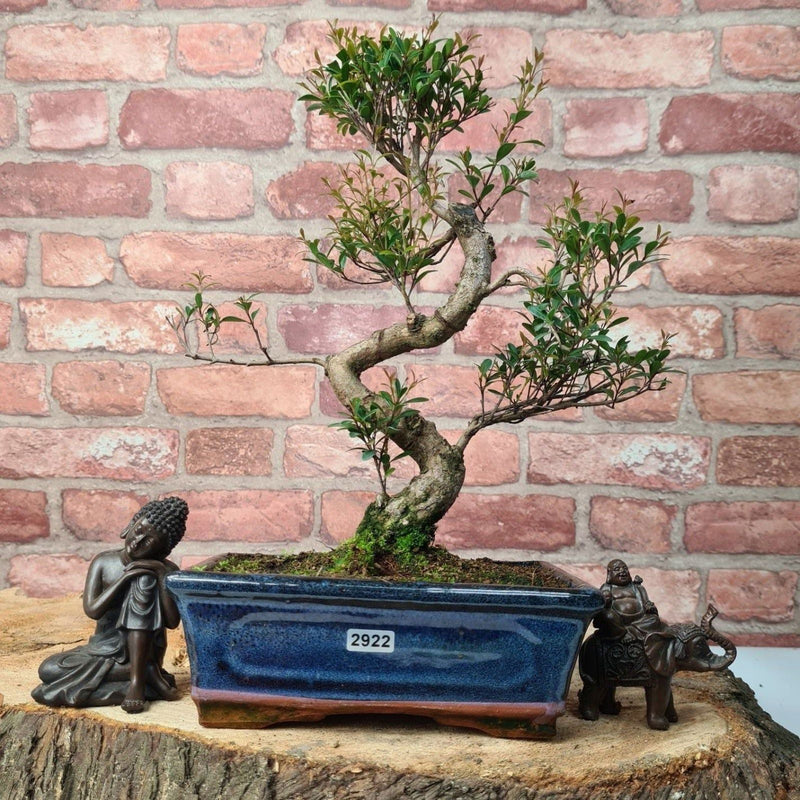 Brush Cherry (Syzygium) Bonsai Tree | Shaped | In 20cm Pot - Yorkshire Bonsai