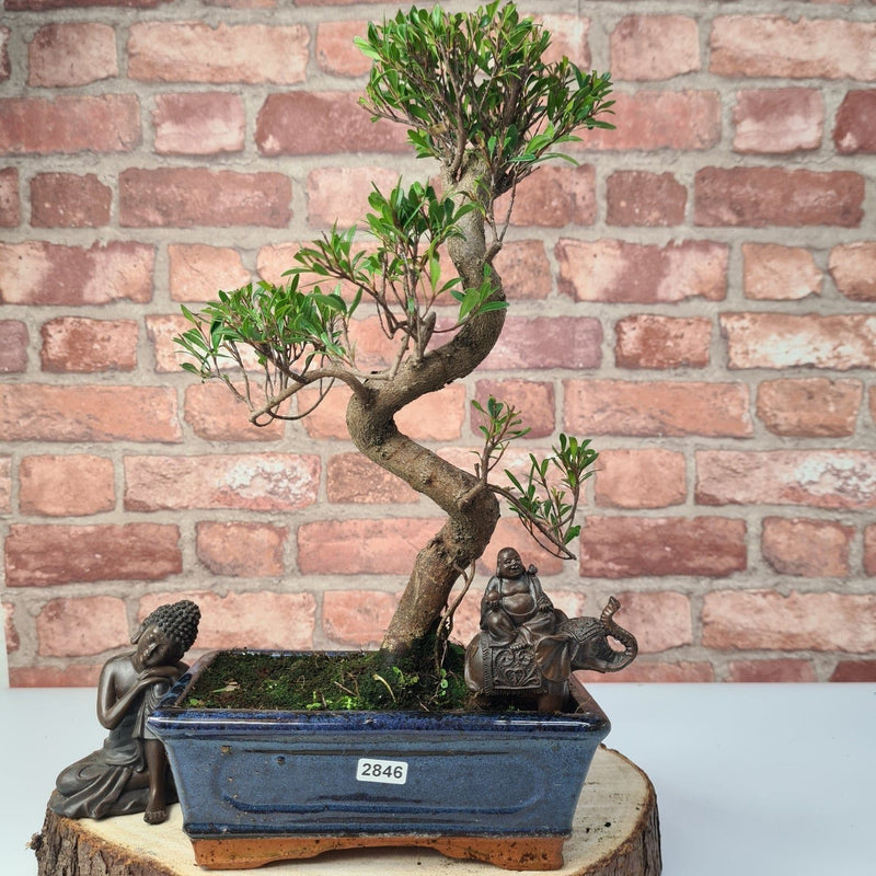 Brush Cherry (Syzygium) Bonsai Tree | Shaped | In 20cm Pot - Yorkshire Bonsai