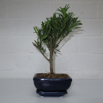 Buddhist Pine (Podocarpus Micro) Bonsai Tree | Height 25cm | In 12cm Pot With Drip Tray - Yorkshire Bonsai