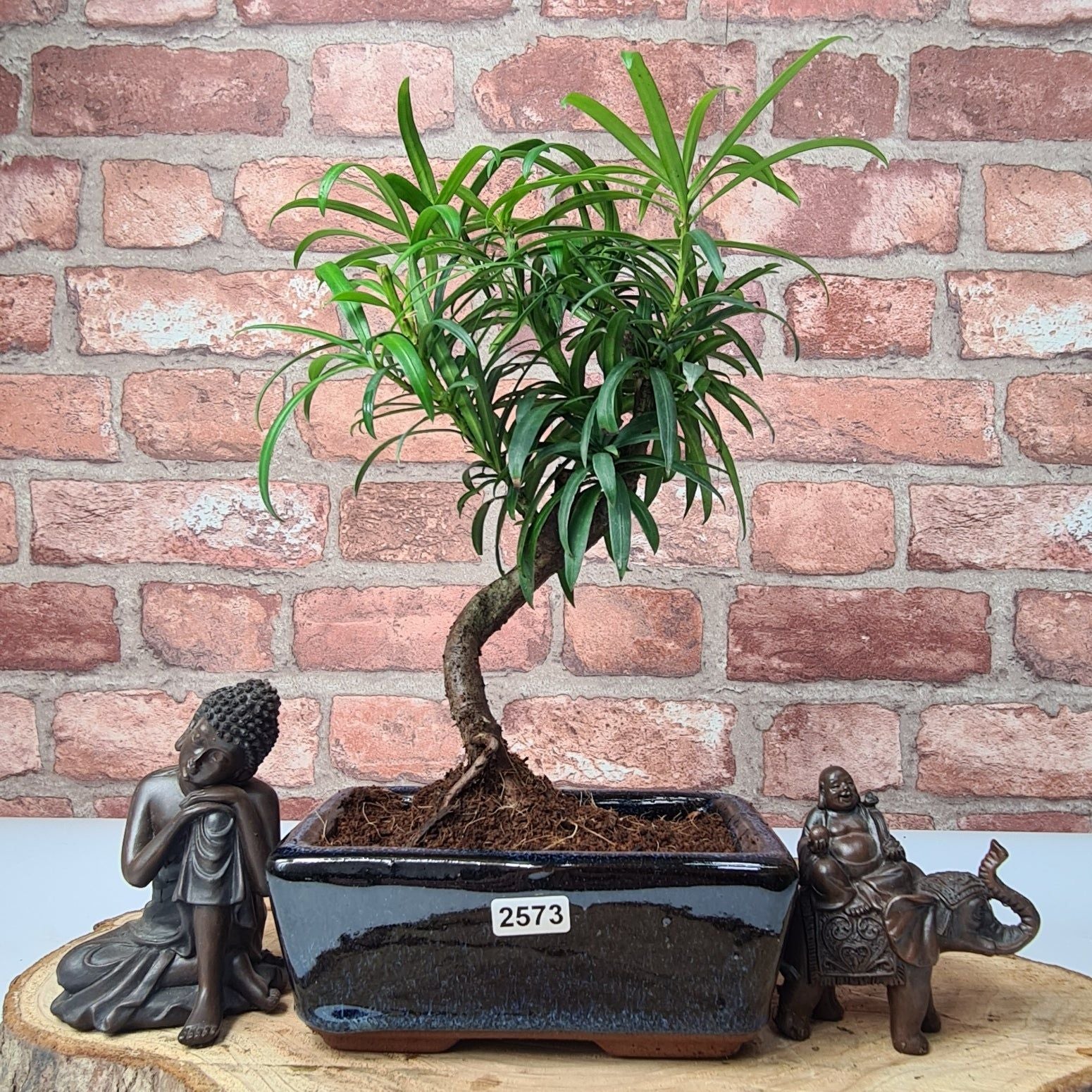 Buddhist Pine (Podocarpus Micro) Bonsai Tree | Shaped | In 15cm Pot ...