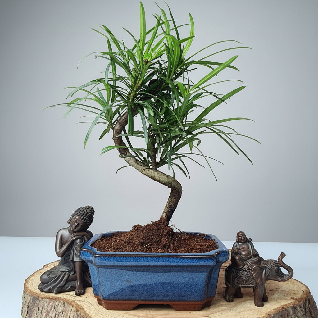 Buddhist Pine (Podocarpus Micro) Bonsai Tree | Shaped