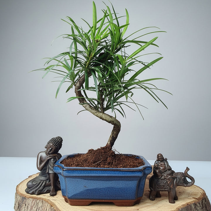 bonsai micro Buddhist Pine (Podocarpus Micro) Bonsai Tree | Shaped