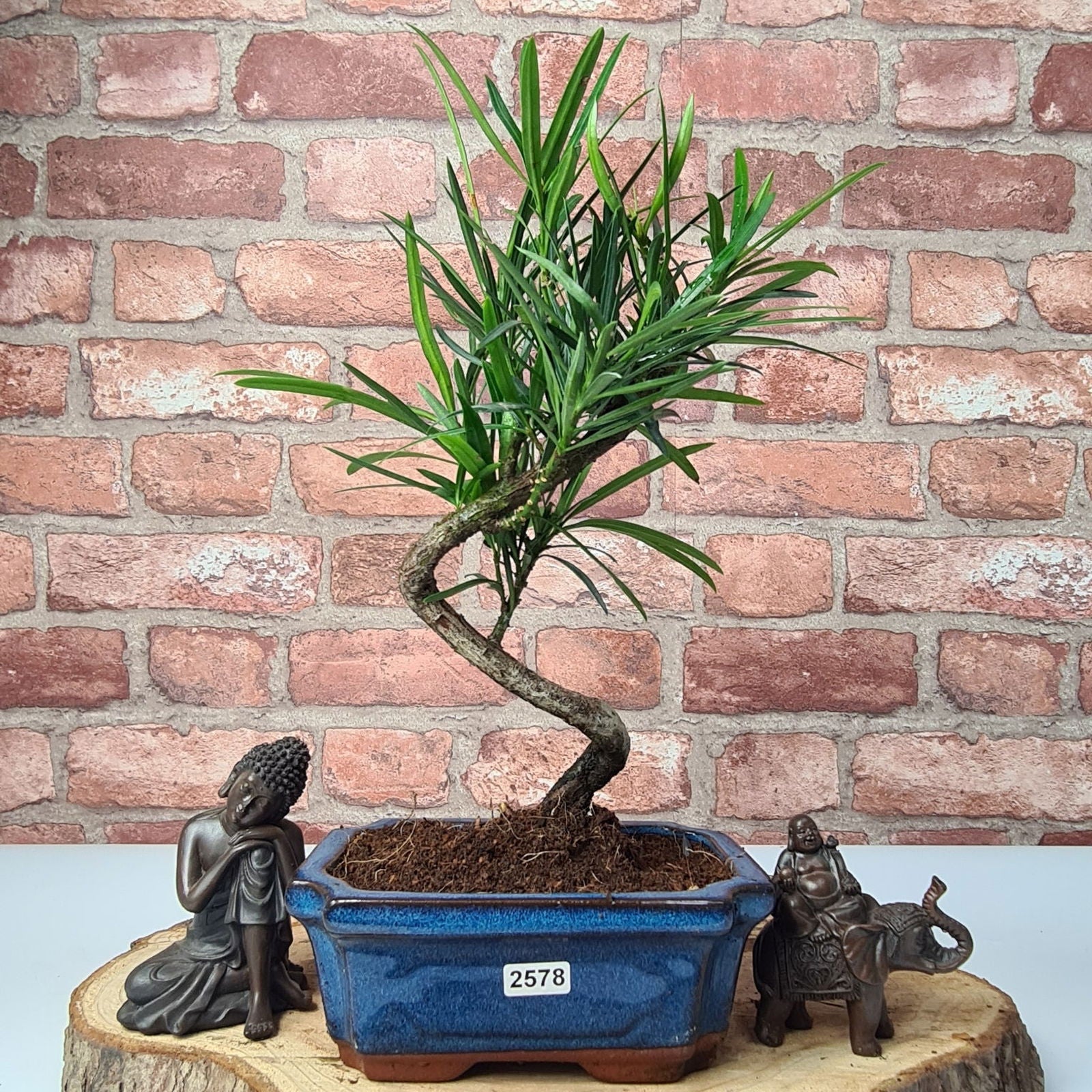 Buddhist Pine (Podocarpus Micro) Bonsai Tree | Shaped | In 15cm Pot ...