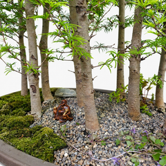 Pseudolarix Bonsai Forest | Golden Larch Bonsai Group Planting | 11 Tree Forest | In 60cm Pot