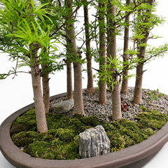 Pseudolarix Bonsai Forest | Golden Larch Bonsai Group Planting | 11 Tree Forest | In 60cm Pot