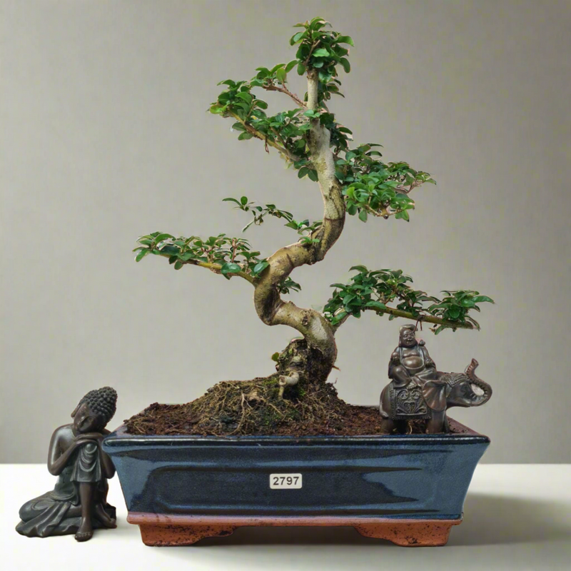 Chinese Privet (Ligustrum Sinense) Bonsai Tree | Shaped | In 25cm Pot